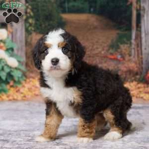 Keanu, Mini Bernedoodle Puppy